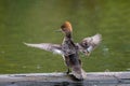 Portrait of female Hooded Merganser Royalty Free Stock Photo