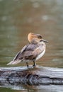 Female Hooded Merganser Royalty Free Stock Photo