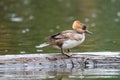 Portrait of female Hooded Merganser Royalty Free Stock Photo