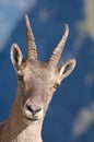 Portrait of female ibex