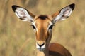 Portrait of female impala Royalty Free Stock Photo