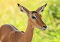 A portrait of a female Impala antelope Royalty Free Stock Photo