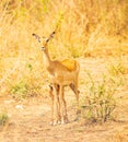 A portrait of a female Impala with baby child Royalty Free Stock Photo