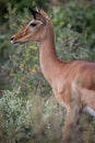 Portrait of female impala in Samburu, Kenya Royalty Free Stock Photo