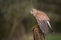 A portrait of a female kestrel