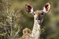 Portrait of a female kudu in Kruger Park in South Africa Royalty Free Stock Photo