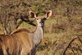 Portrait of a female Kudu in South Africa. Royalty Free Stock Photo