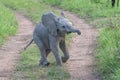 baby African elephant crossing a dirt track Royalty Free Stock Photo