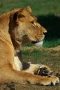 Portrait of a female lion Royalty Free Stock Photo