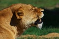 Portrait of a female lion Royalty Free Stock Photo