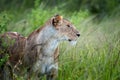 Portrait of a female lion in the grass of the National park of Kenya Royalty Free Stock Photo