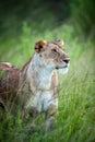 Portrait of a female lion in the grass of the National park of Kenya Royalty Free Stock Photo
