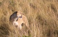 Portrait of Female lion, leo panthera, hunting in the tall grass of the Maasai Mara in Kenya, Africa Royalty Free Stock Photo