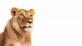 Portrait from female Lion Royalty Free Stock Photo