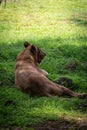 Portrait of female lion rest under the tree shadow Royalty Free Stock Photo