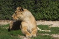 Portrait of a female lion Royalty Free Stock Photo