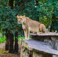 Portrait of a female lion sitting on a rock, tropical wild cat from Africa, Vulnerable animal specie Royalty Free Stock Photo