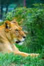 Portrait of a female lion starring