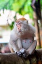 Portrait of a female macaque at a fence