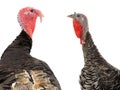 Portrait female and male turkeys isolated on white Royalty Free Stock Photo