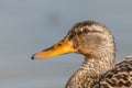 Portrait of a female mallard duck (Anas platyrhynchos) in spring Royalty Free Stock Photo