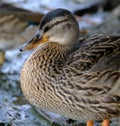 Portrait of female mallard duck on fresh water lake bank. Royalty Free Stock Photo