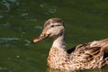 Portrait of Female Mallard Duck swimming on a lake Royalty Free Stock Photo