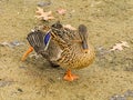 Portrait of a Female Mallard Showing her Speculum