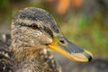 Female Mallard Portrait Head Shot, Top View