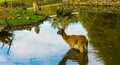 Portrait of a female marsh deer standing in the water, Vulnerable animal specie from America Royalty Free Stock Photo