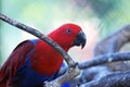 A portrait of female Moluccan eclectus (Eclectus roratus) Royalty Free Stock Photo