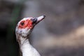 Portrait of Female Muscovy Duck Royalty Free Stock Photo