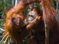 Portrait of a female orangutan with a baby in the wild. Indonesia. The island of Kalimantan Borneo. Royalty Free Stock Photo