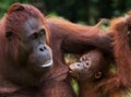 Portrait of a female orangutan with a baby in the wild. Indonesia. The island of Kalimantan Borneo. Royalty Free Stock Photo