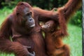 Portrait of a female orangutan with a baby in the wild. Indonesia. The island of Kalimantan Borneo. Royalty Free Stock Photo