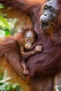 Portrait of a female orangutan with a baby in the wild. Indonesia. The island of Kalimantan Borneo.