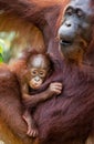 Portrait of a female orangutan with a baby in the wild. Indonesia. The island of Kalimantan Borneo. Royalty Free Stock Photo