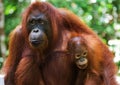 Portrait of a female orangutan with a baby in the wild. Indonesia. The island of Kalimantan (Borneo).