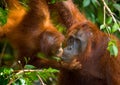 Portrait of a female orangutan with a baby in the wild. Indonesia. The island of Kalimantan (Borneo). Royalty Free Stock Photo