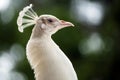 Portrait of female peahen