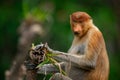 Portrait of a female proboscis or long-nosed monkey sitting on a pandanus palm Royalty Free Stock Photo