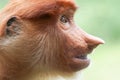 Portrait of Female Proboscis Monkey Nasalis larvatus Royalty Free Stock Photo