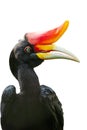 A portrait of female Rhinoceros hornbill Royalty Free Stock Photo