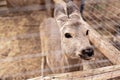 Portrait of a female roe deer. She looks through the fence. Close-up. The wild animal is being treated and adapted Royalty Free Stock Photo