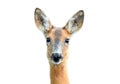 Portrait of female roe deer on white background Royalty Free Stock Photo