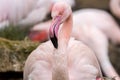 Portrait of female Rosy Flamingo, Phoenicopterus ruber roseus,