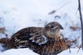 Portrait of female Ruffed grouse in winter wood on the snow