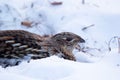 Portrait of female Ruffed grouse in winter wood on the snow