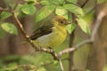 Portrait of female Scarlet Tanager Piranga olivacea.