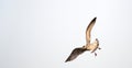 Portrait of a female seagull caught flying